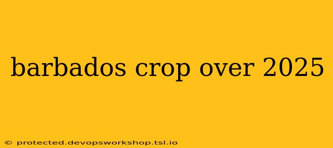 barbados crop over 2025